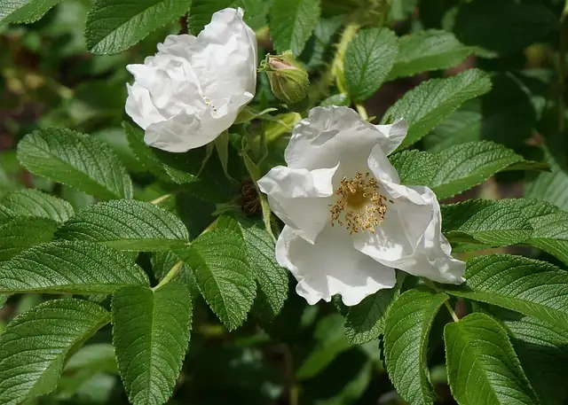 Sun, Salt, and Scent: The Rugosa Rose Care Blueprint for Thriving Hedges and Containers