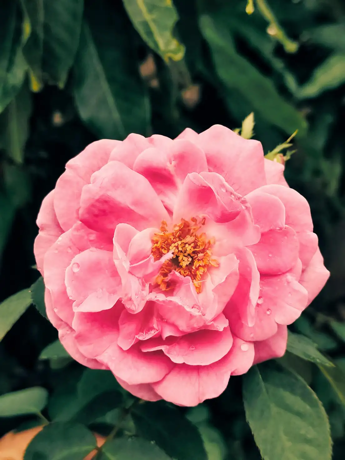 rugosa rose hedge coastal garden