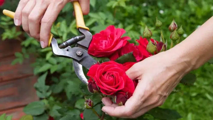 rugosa rose pruning with secateurs