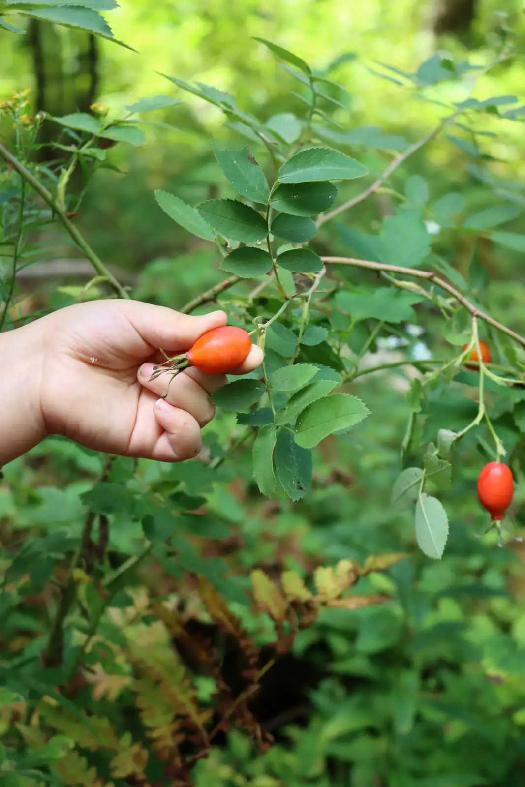 harvesting rugosa rose hips hands