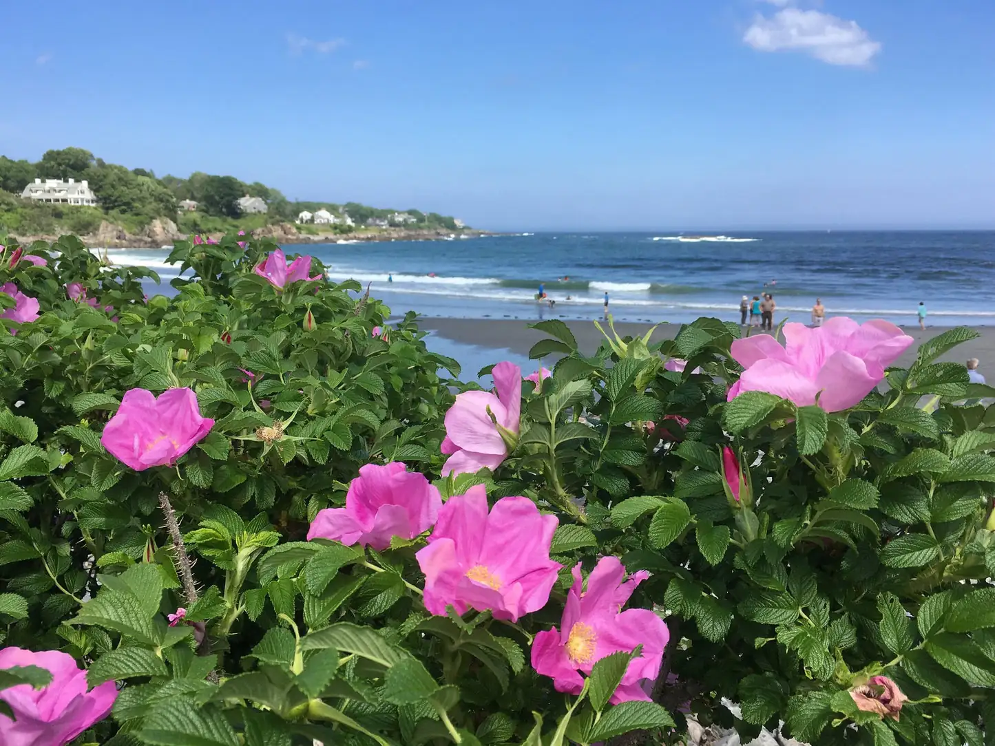 Wrinkled Leaves and Vitamin‑C Bombs: 12 Rugosa Rose Quirks You’ll Brag About