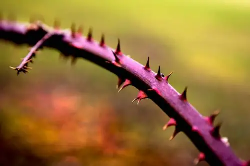 rugosa rose thorns close-up