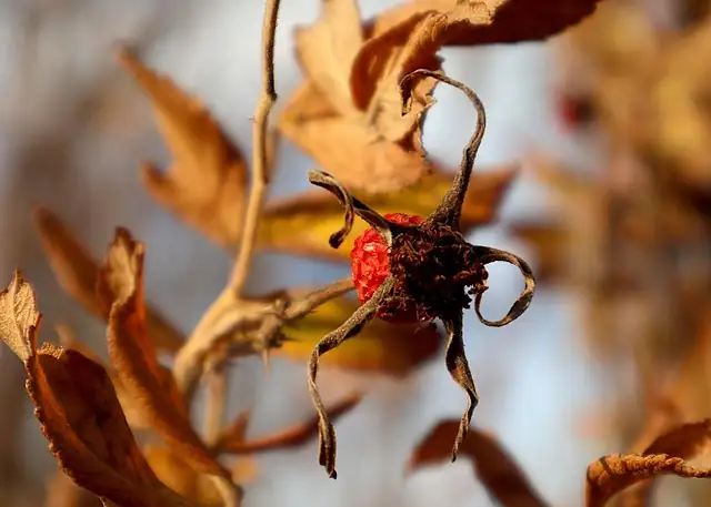 rugosa rose ripe hips close-up