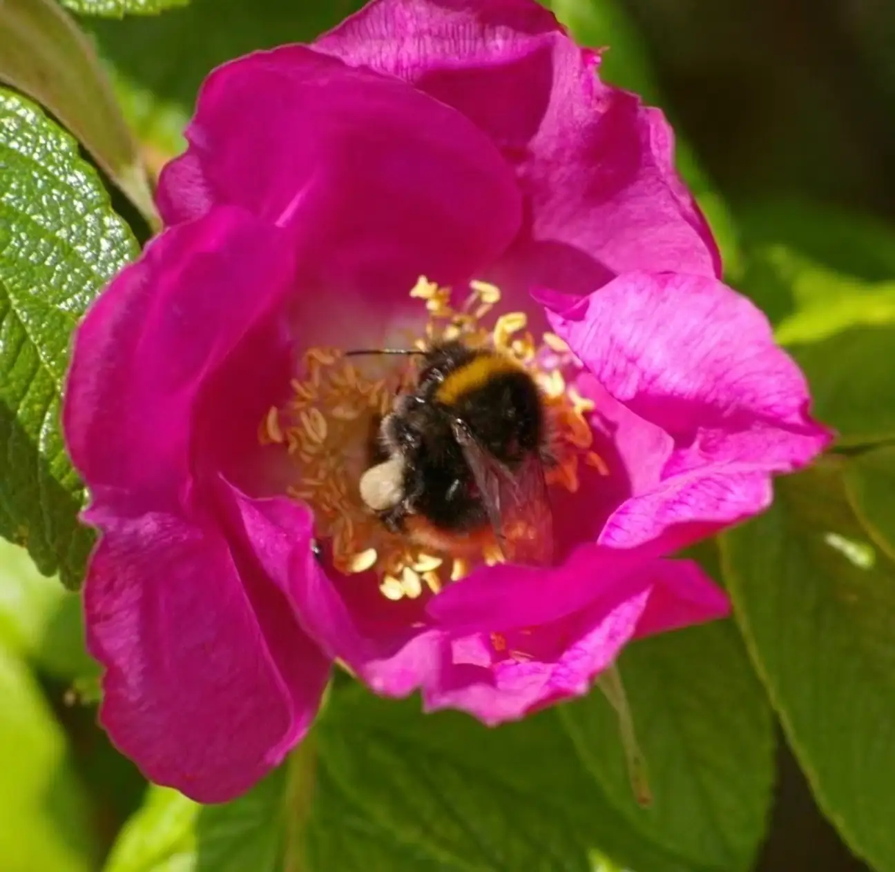 rugosa rose flower with bee