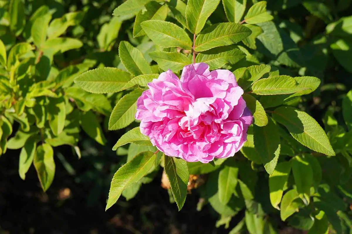 rugosa rose wrinkled leaves close-up