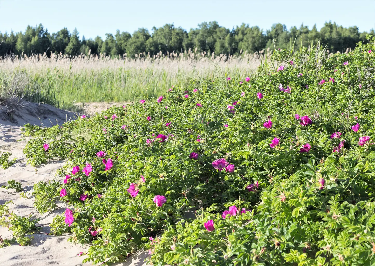 Rugosa in the Language of Flowers: How a Beach Rose Came to Mean Love, Resilience, and Seaside Nostalgia