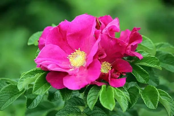 rugosa rose wrinkled leaves closeup