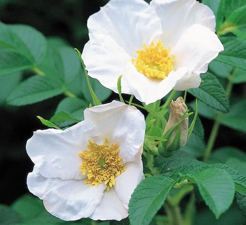 rugosa rose pink white magenta blooms