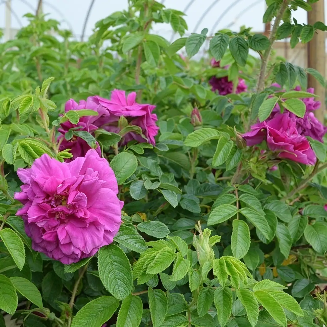 rugosa rose sucker division