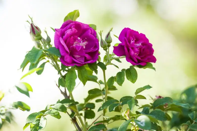 rugosa rose hardwood cuttings outdoors