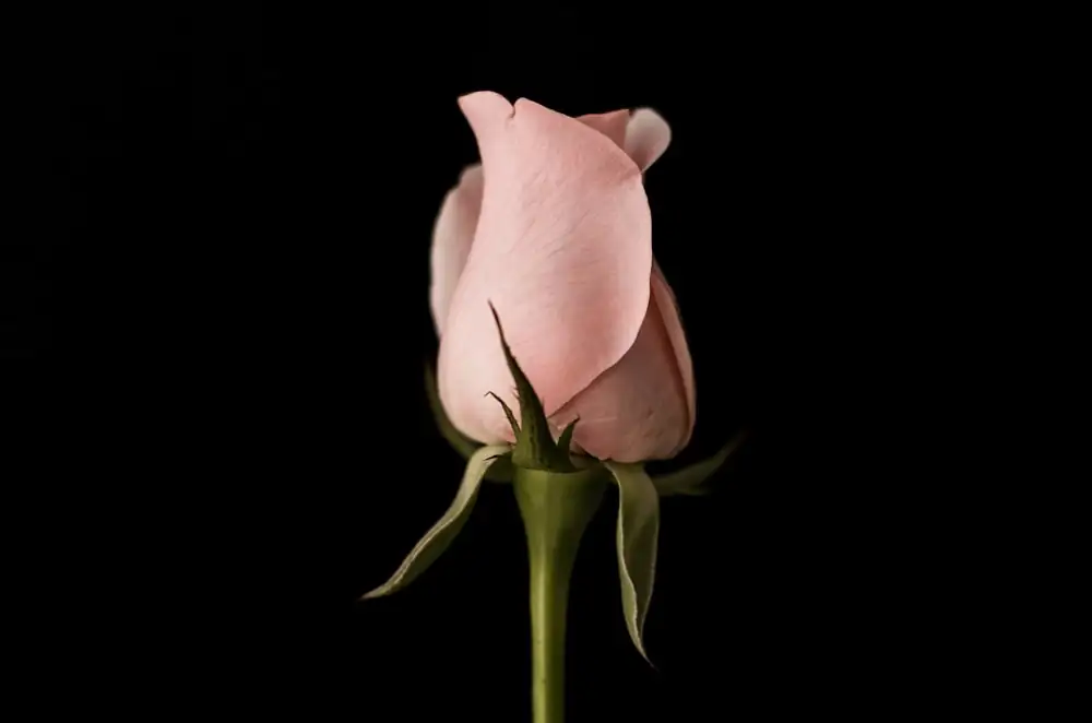 rugosa rose t budding closeup