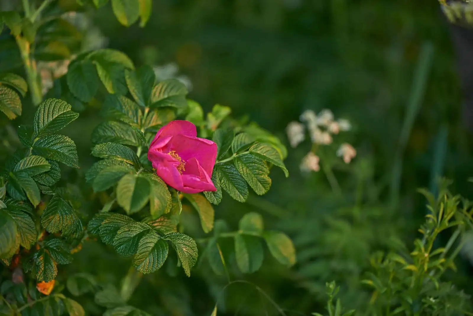 Storm‑Proof Beauty: Designing Coastal Hedges with Rugosa (Without Invading the Neighborhood)