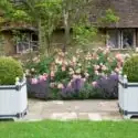 rugosa rose with lavender border