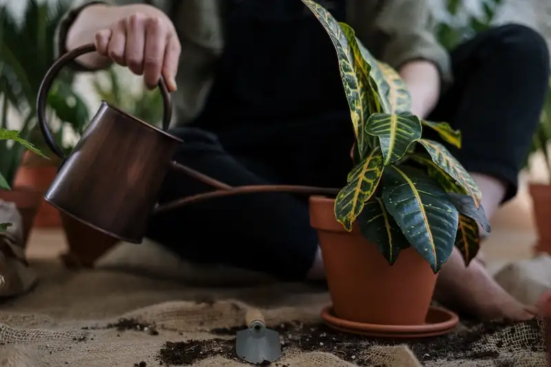 croton watering pot draining saucer