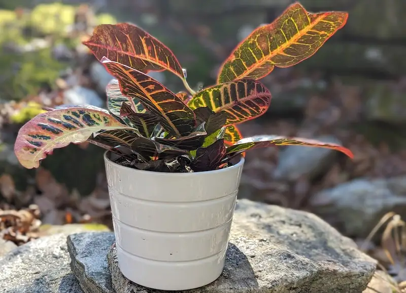 croton in tropical dappled light