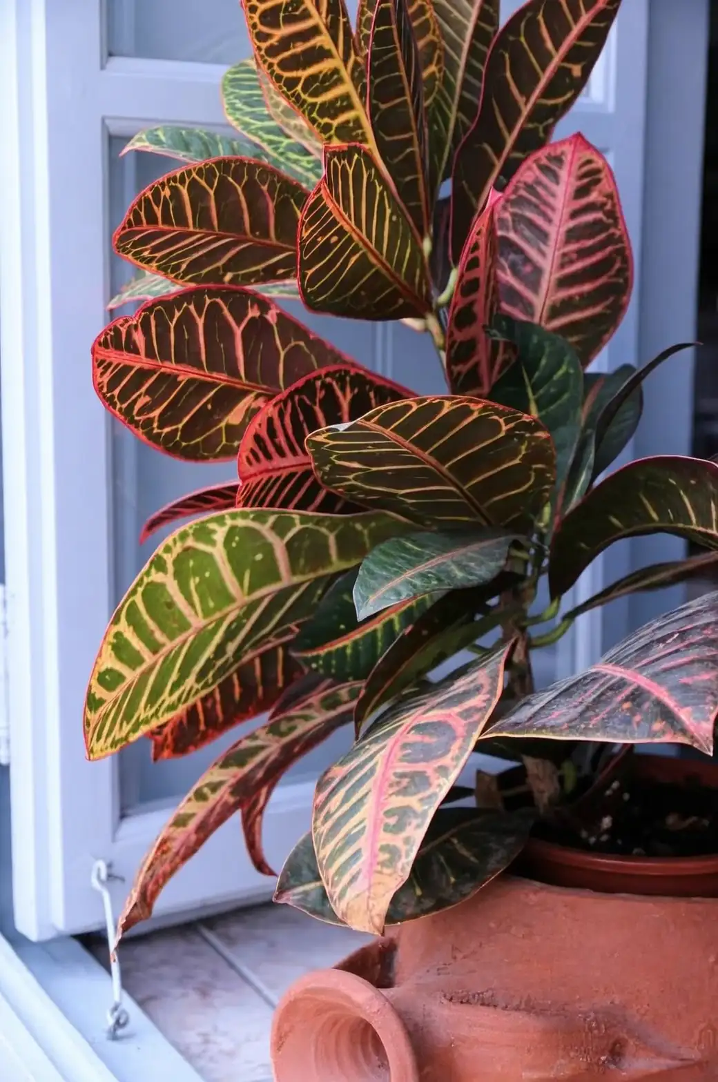 croton cultivars leaf shapes