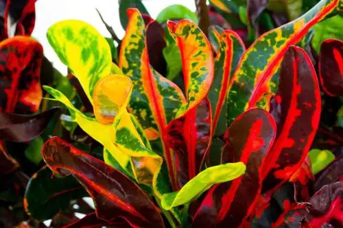 Chameleon Leaves! 12 Croton Facts That Explain Its Shape-Shifting Colors and Spirals