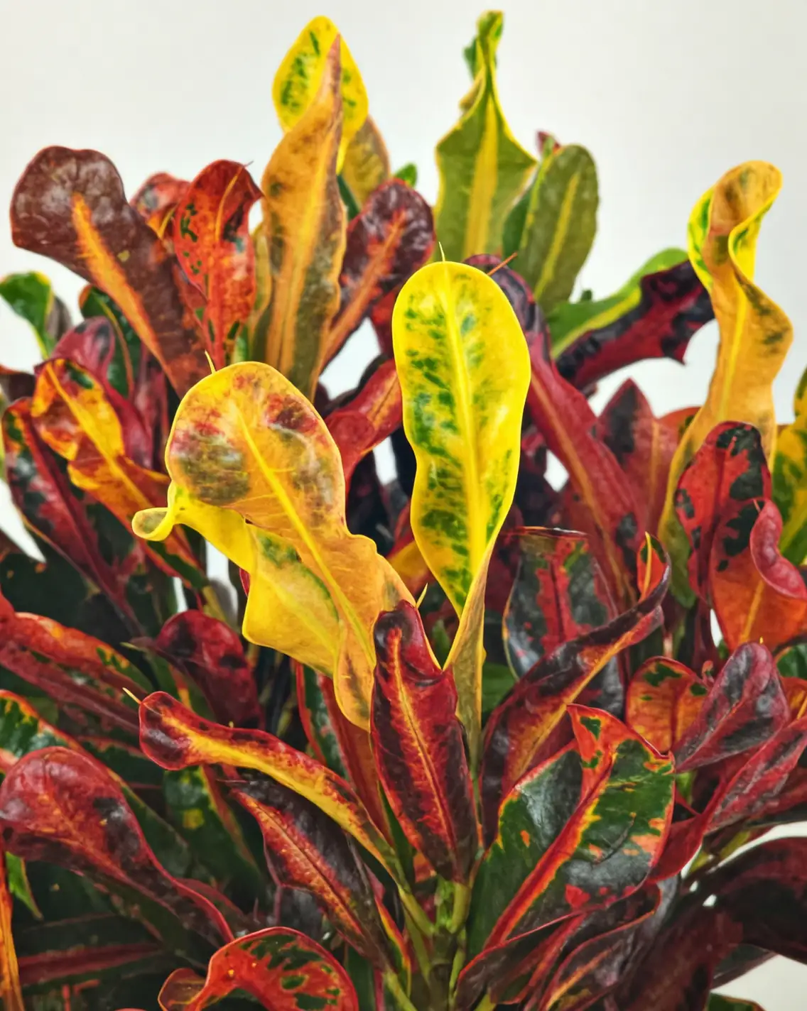 croton Mammy corkscrew leaves close-up
