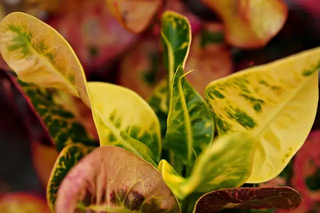 croton flowers inflorescence close-up