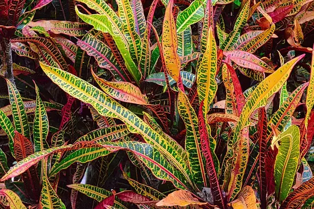 croton diverse leaf shapes