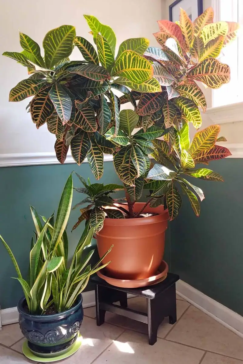 croton at home entryway