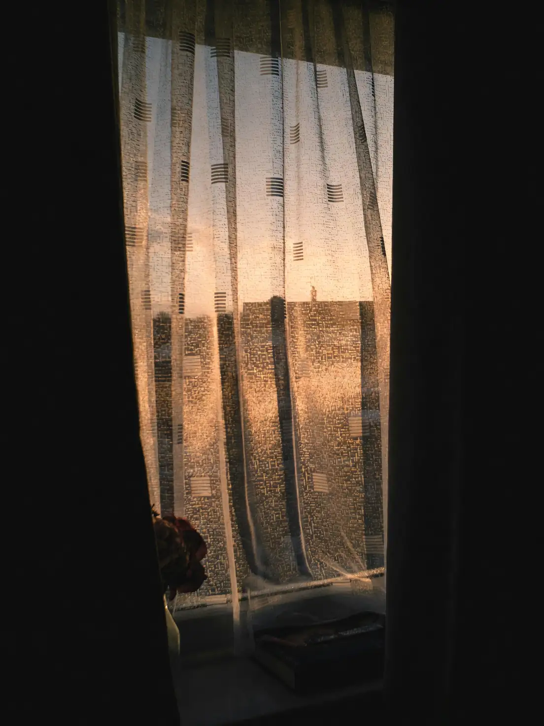 croton south window sunlight
