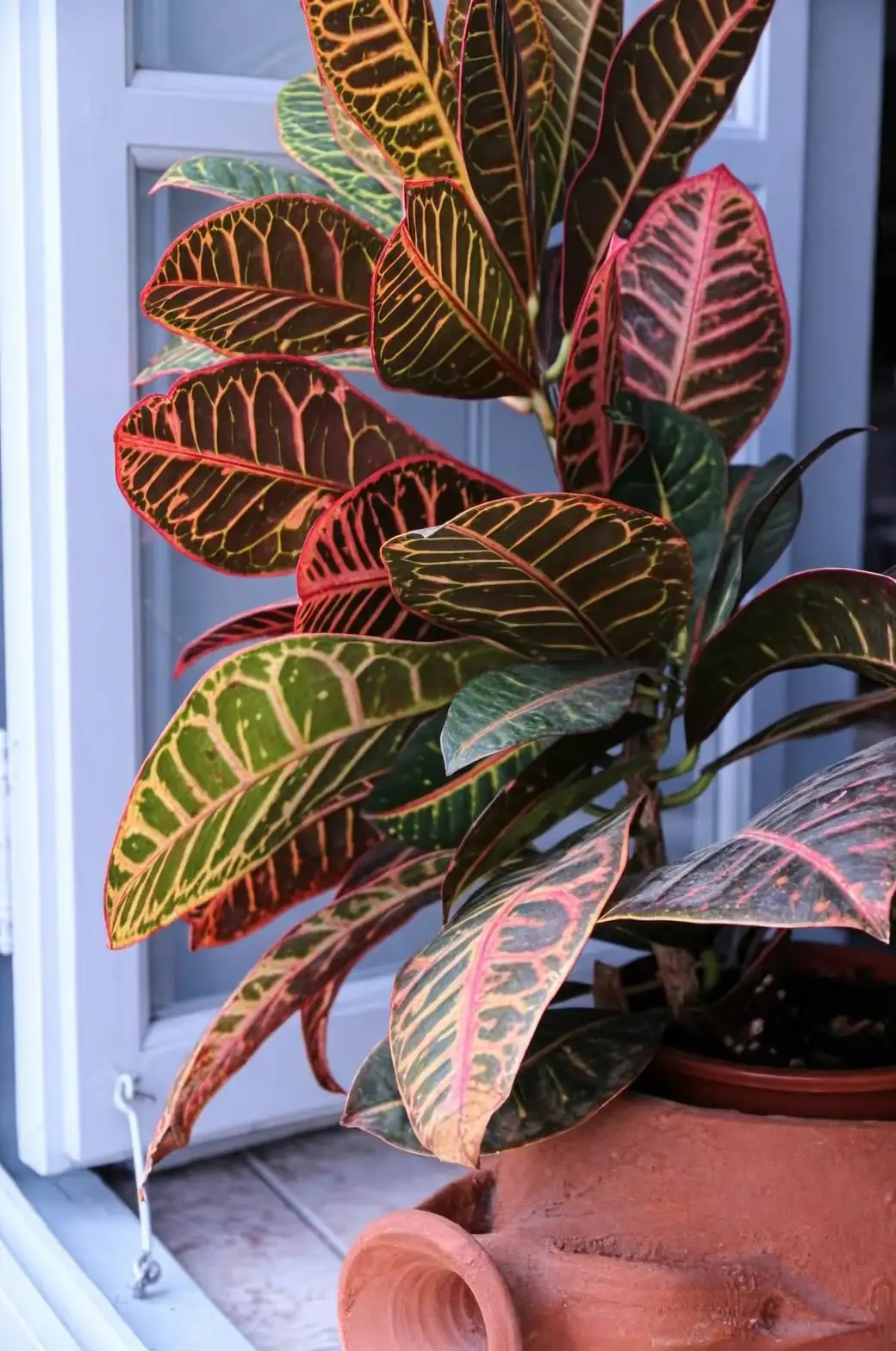 From One Rainbow to Many: Propagate Croton Like a Pro (Cuttings and Air Layering)