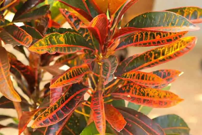 croton leaf macro variegation