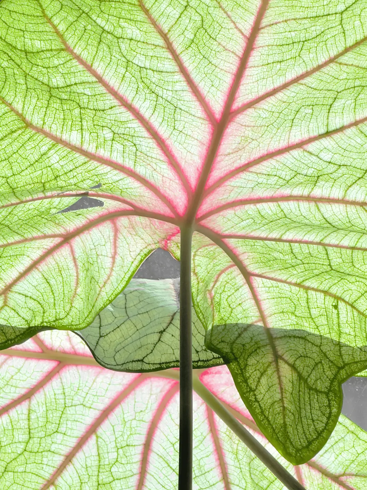 croton leaf veins close up