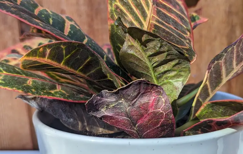 croton reverted green shoot
