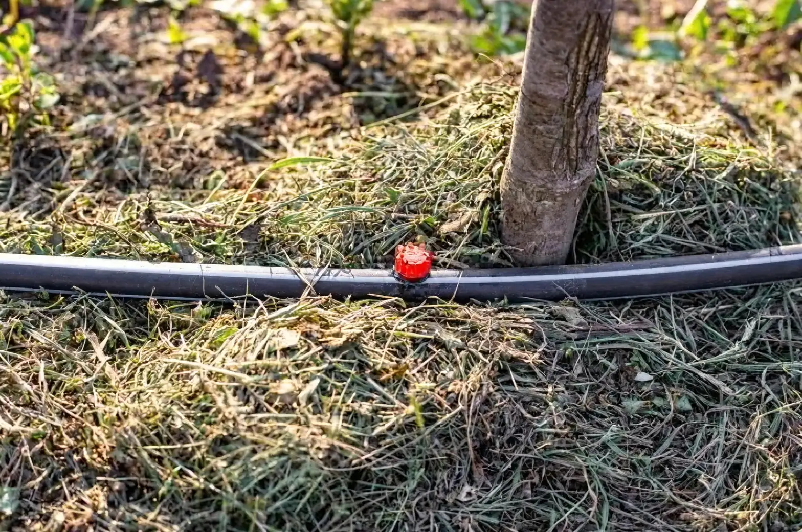 croton drip irrigation mulch