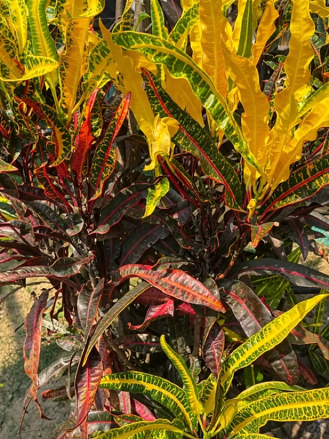 croton cultivars assortment garden bed
