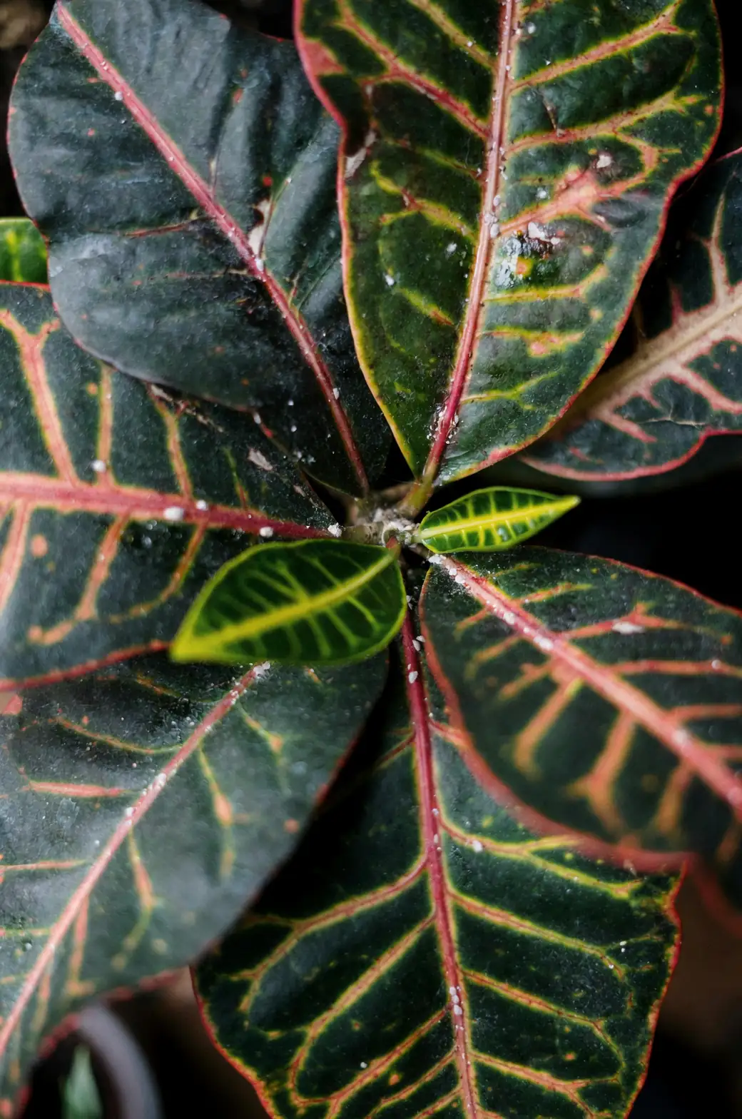 croton petra leaf veins closeup
