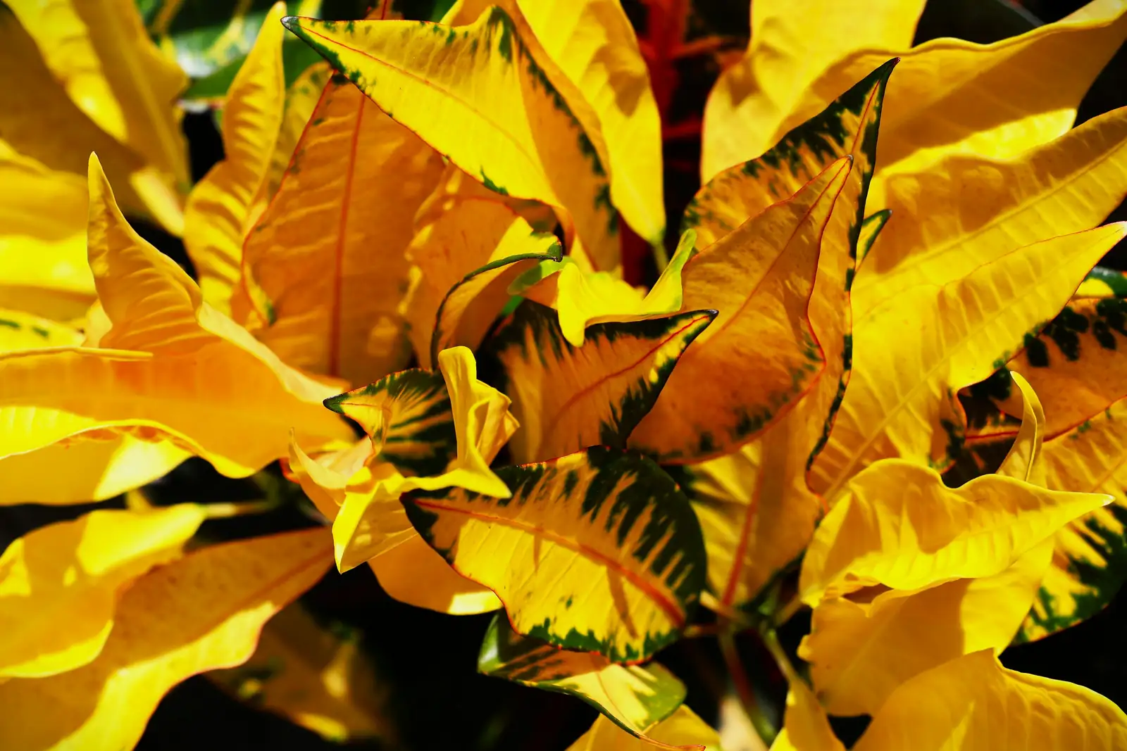 croton mammy twisted leaves