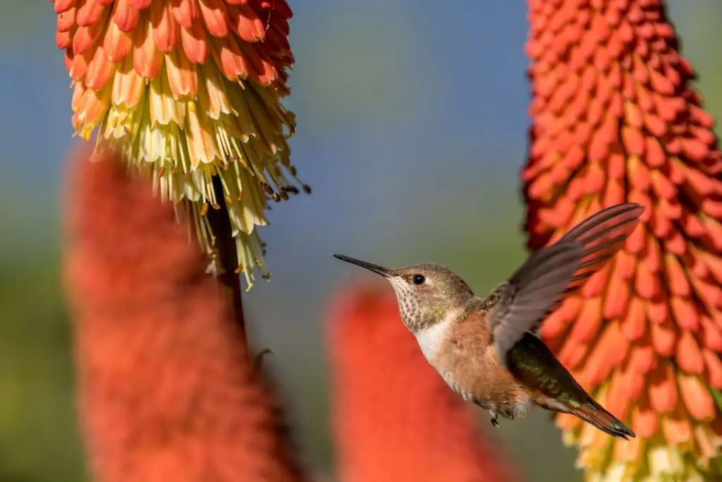 Sun, Sizzle, and Soak: The No‑Stress Care Playbook for Red Hot Poker