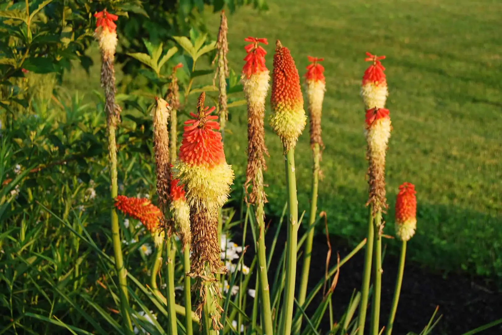 red hot poker base watering can