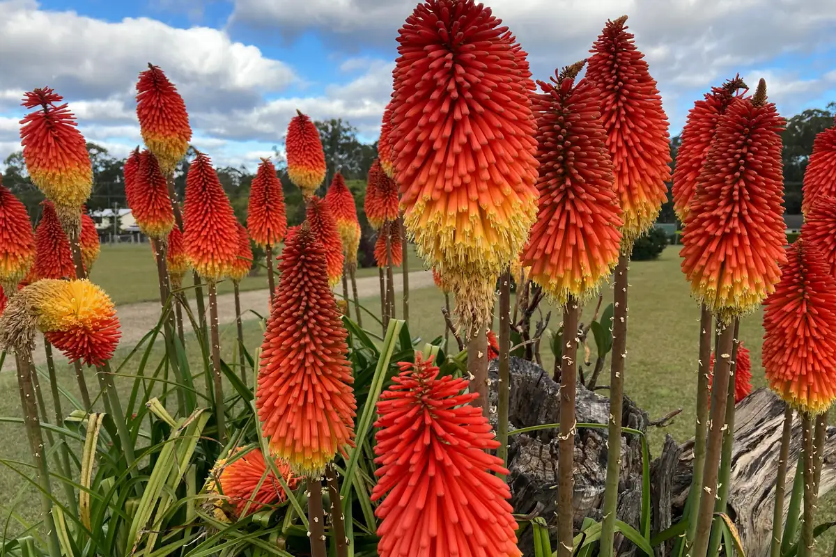 red hot poker raised mound drainage