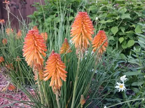 red hot poker winter crown protection