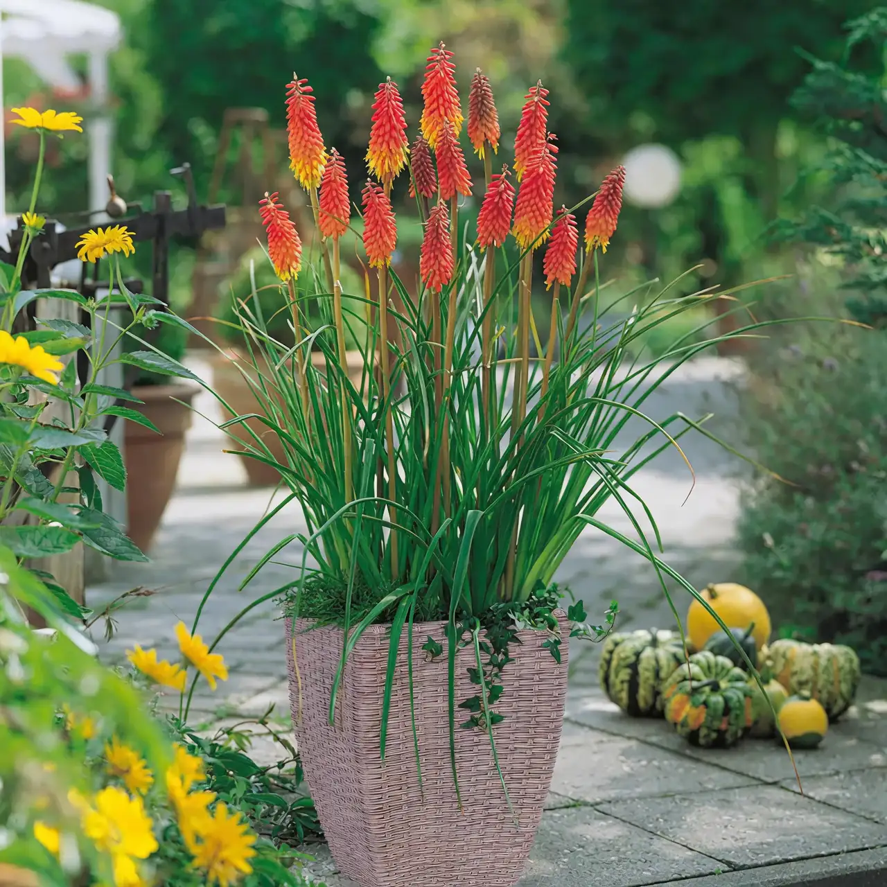 red hot poker patio container