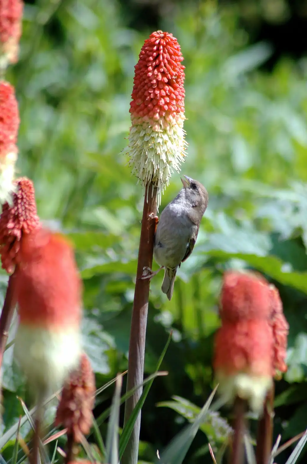 From Drakensberg Flames to Victorian Fame: The Wild Journey of Red Hot Poker