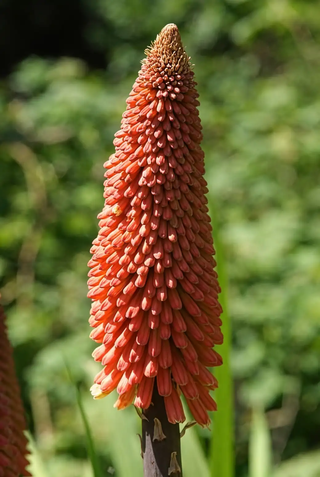 red hot poker flower spike close-up