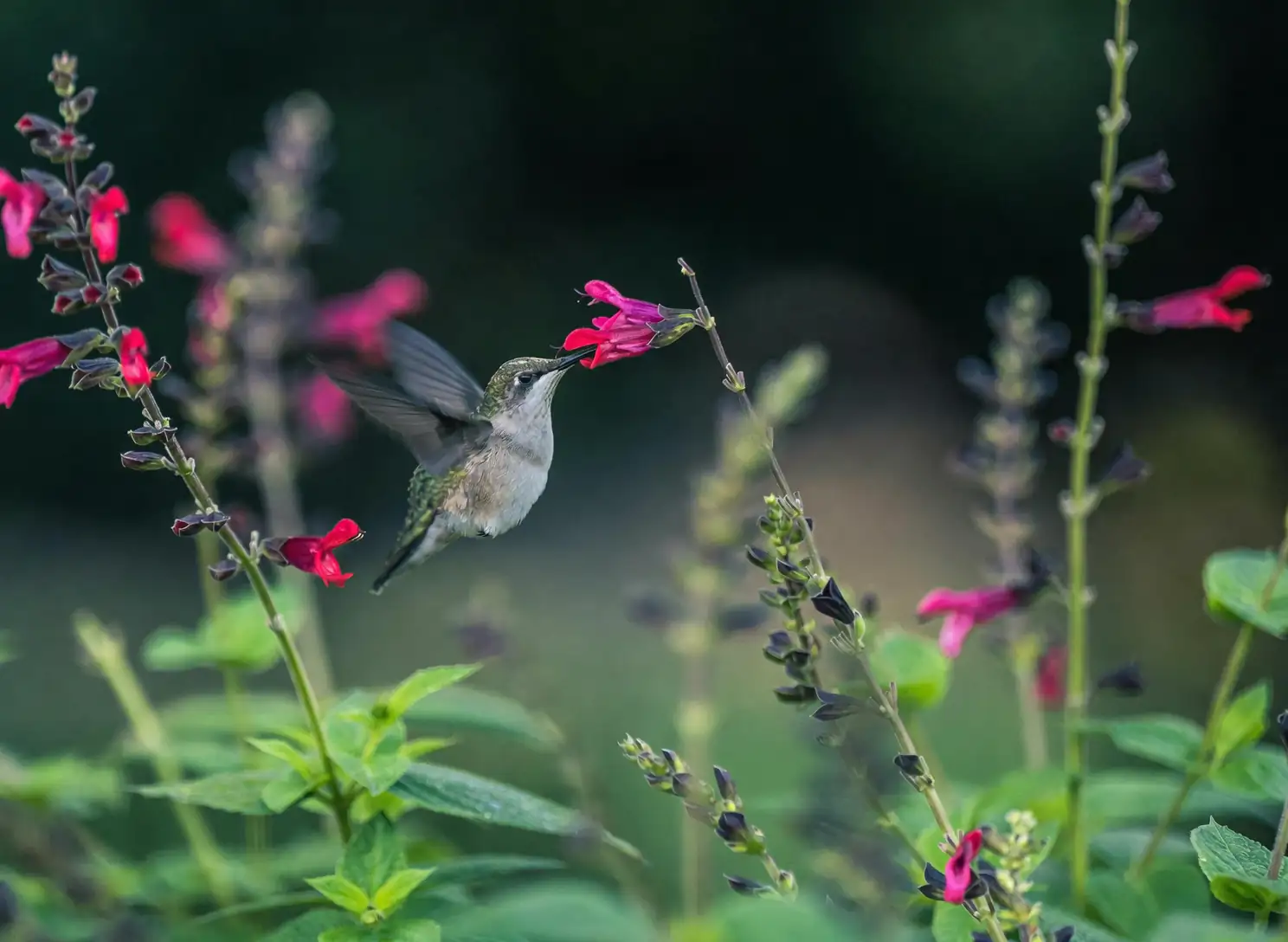 red hot poker hummingbird feeding
