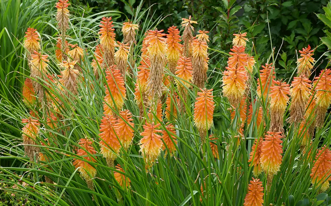 Divide and Conquer: Propagating Kniphofia Like a Pro (Plus When Seed Makes Sense)