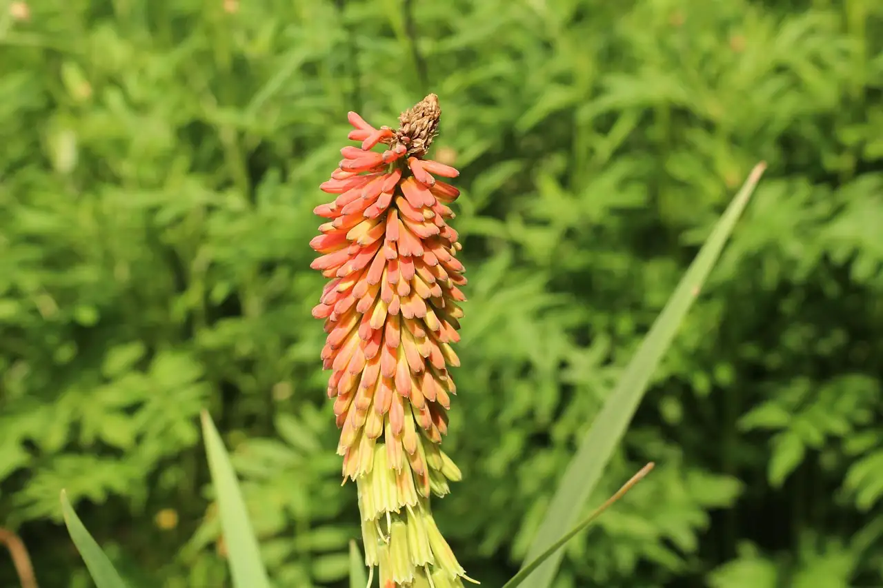 kniphofia division with garden forks