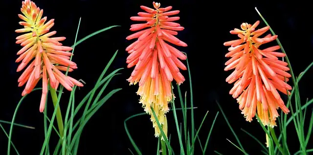 kniphofia crown depth planting gravel