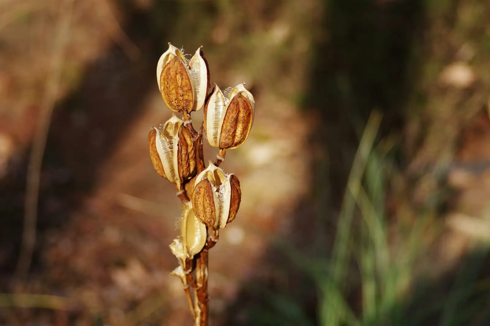 kniphofia seed pods and seeds