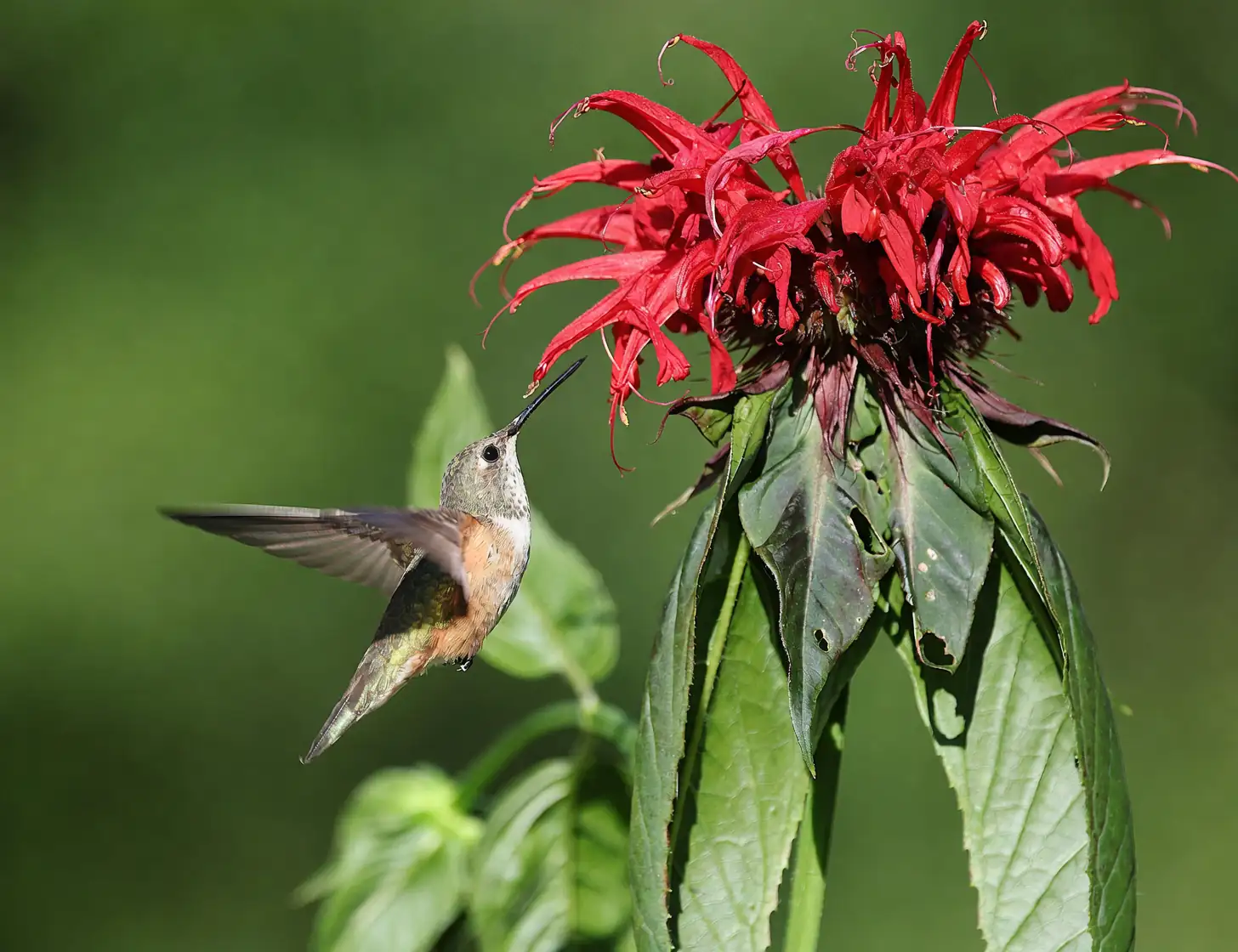 hummingbird on kniphofia flower