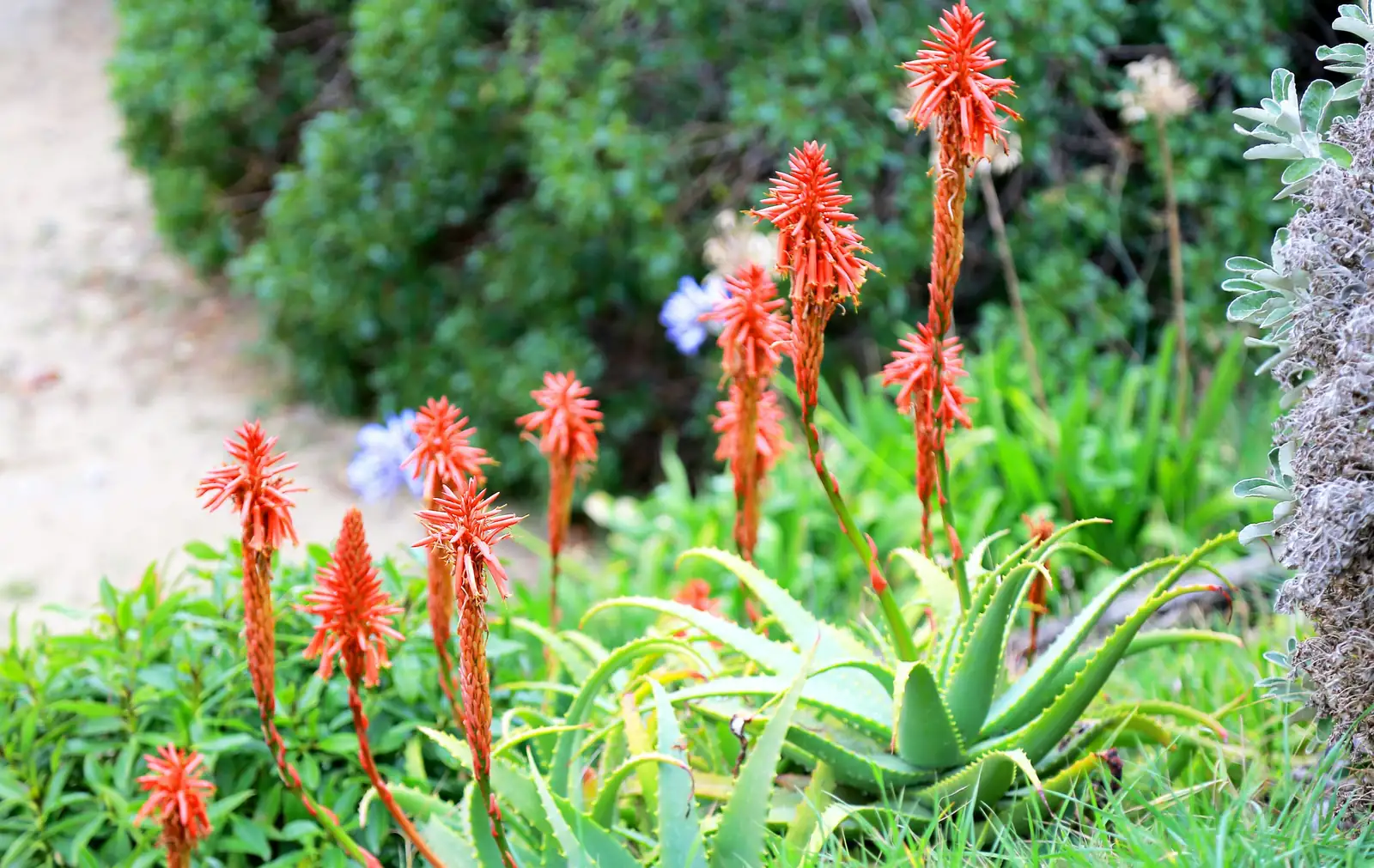 Set the Border on Fire (Tastefully): Best Companions and Color Pairings for Torch Lilies