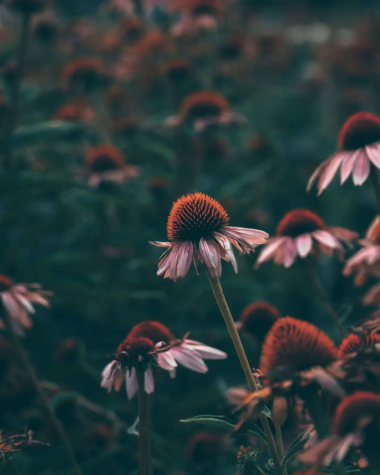 red hot poker with agastache echinacea