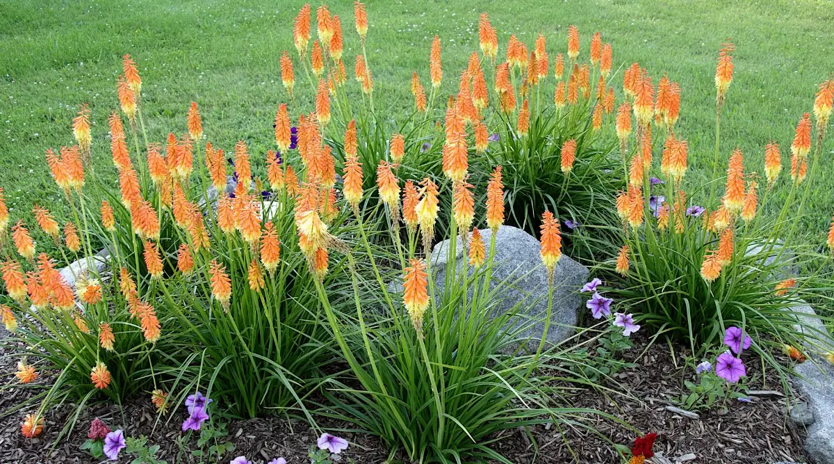 Hummingbird Highways: Build a Nectar‑Rich Bed Around Your Red Hot Pokers